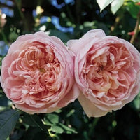 Rosa ‘Meiroupis’ Colette® Rose