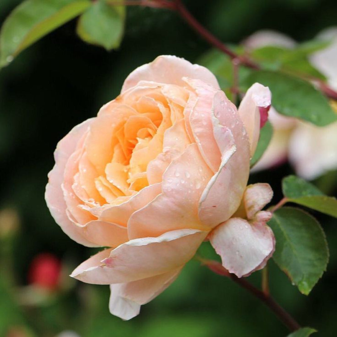 Rosa ‘Meiroupis’ Colette® Rose
