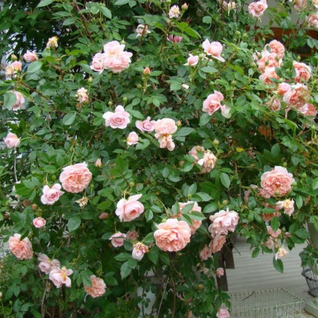 Rosa ‘Meiroupis’ Colette® Rose