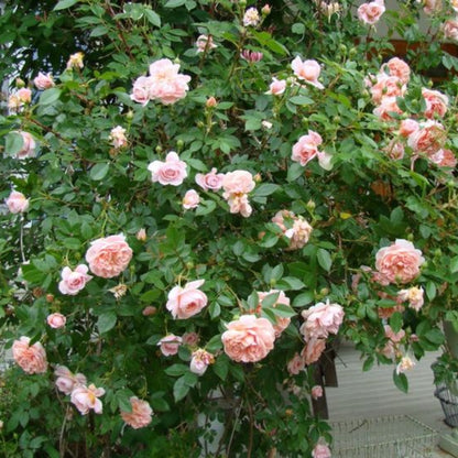Rosa ‘Meiroupis’ Colette® Rose