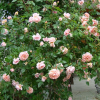 Rosa ‘Meiroupis’ Colette® Rose