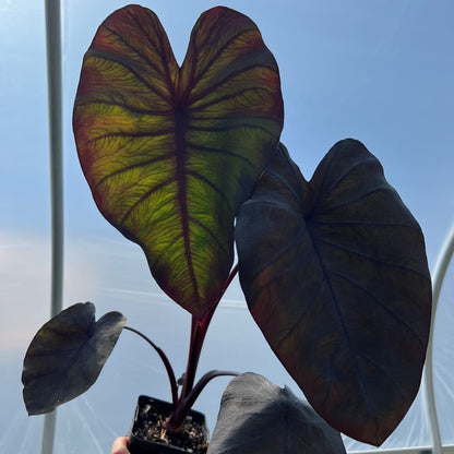 Black Magic Elephant Ear