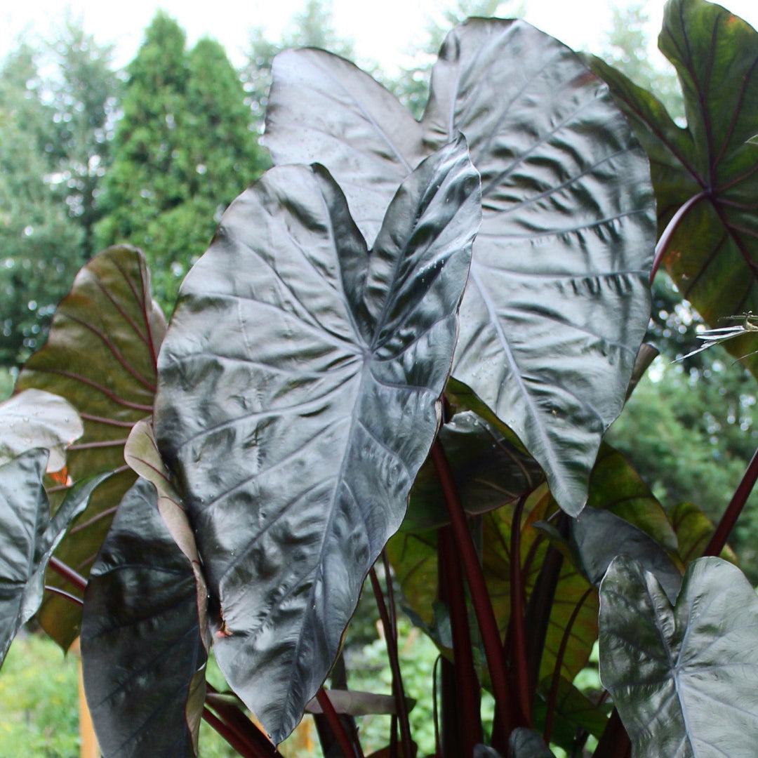 Royal Hawaiian Black Coral Elephant Ear