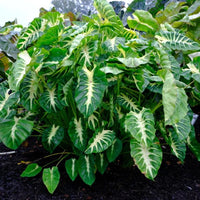 Royal Hawaiian White Lava Elephant Ear
