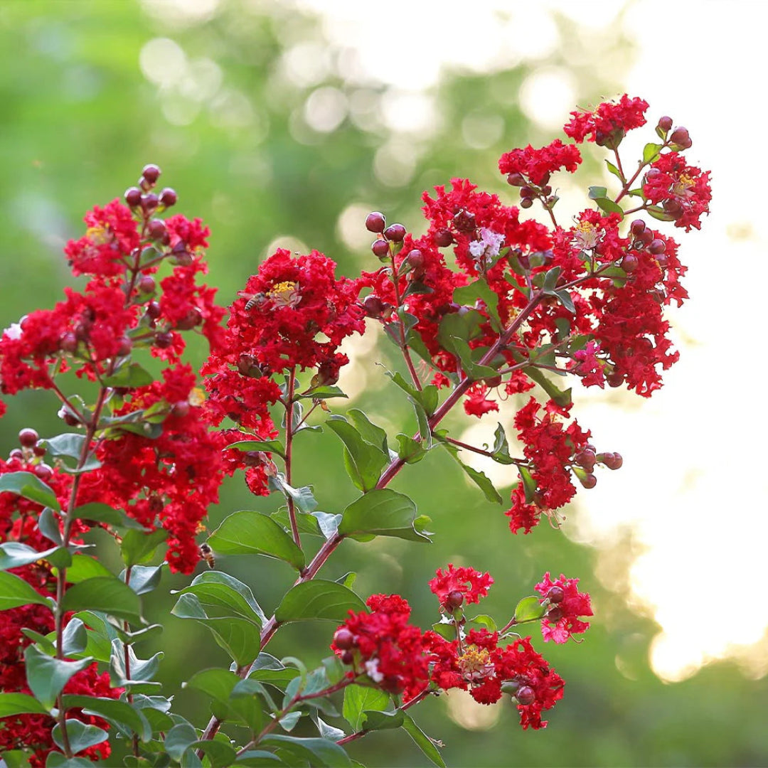 Colorama Scarlet Crape Myrtle