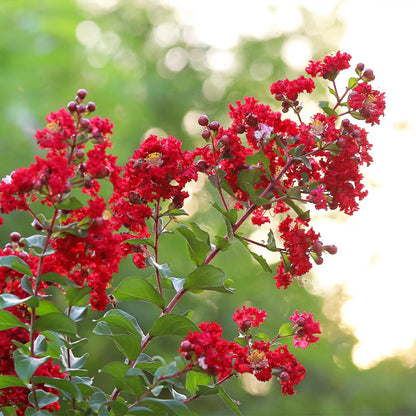 Colorama Scarlet Crape Myrtle