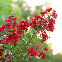 Colorama Scarlet Crape Myrtle