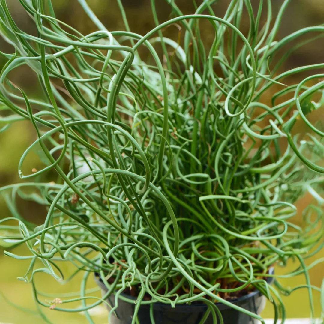 Grass Juncus effusus &