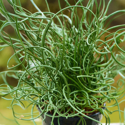 Grass Juncus effusus &