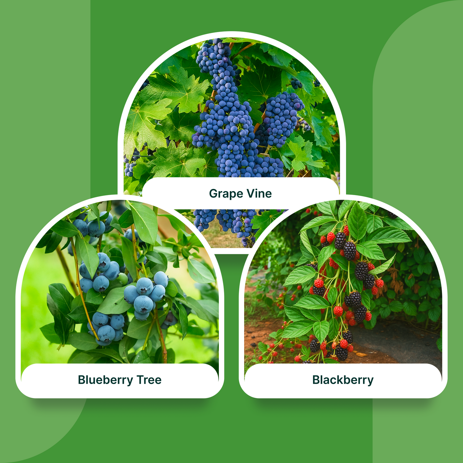 Berry Bliss Combo – Blueberry, Grape, and Blackberry Plants (1 Gallon Each)
