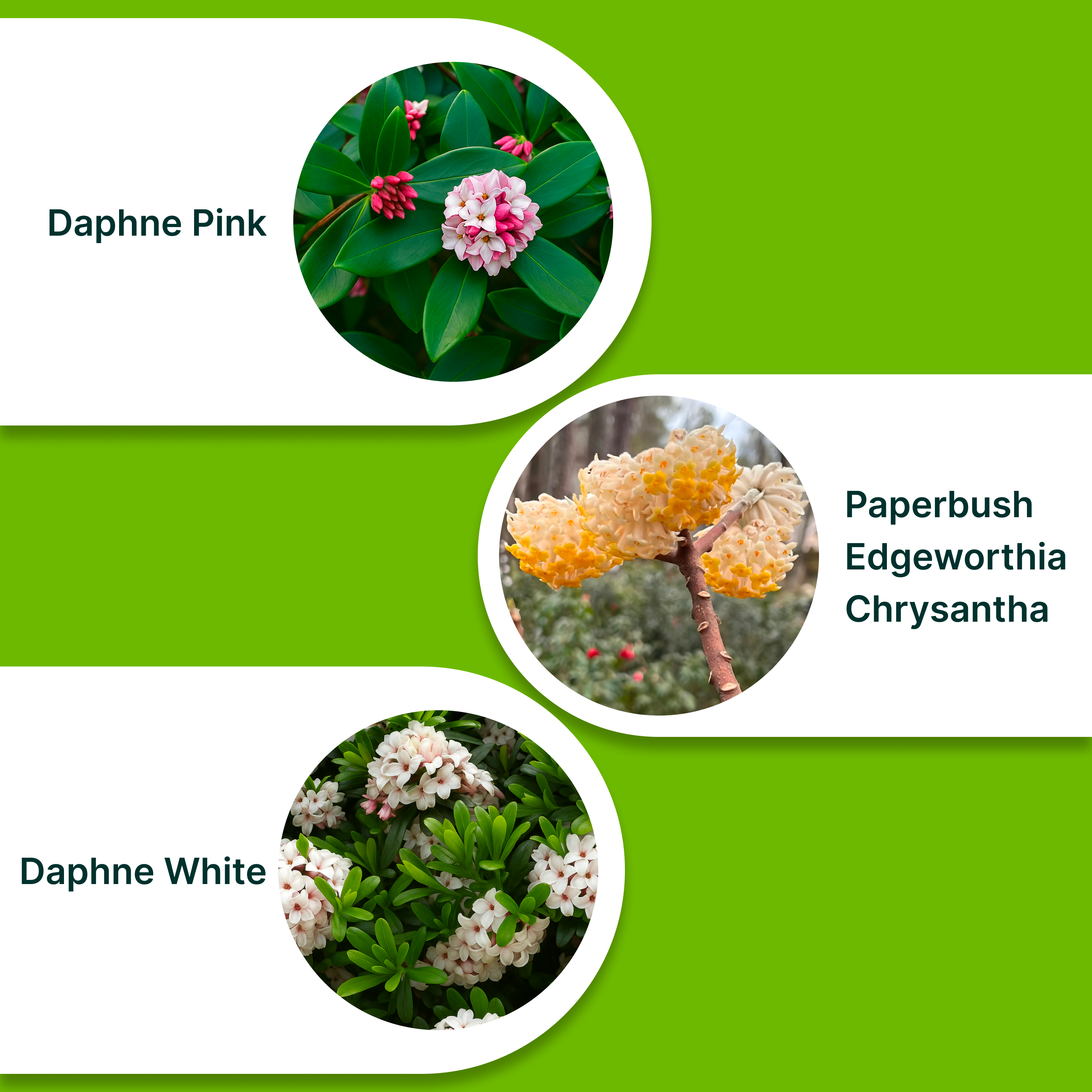 Winter Fragrance Trio – Daphne Pink, Daphne White &amp; Paperbush Shrubs (1 Gallon Each)