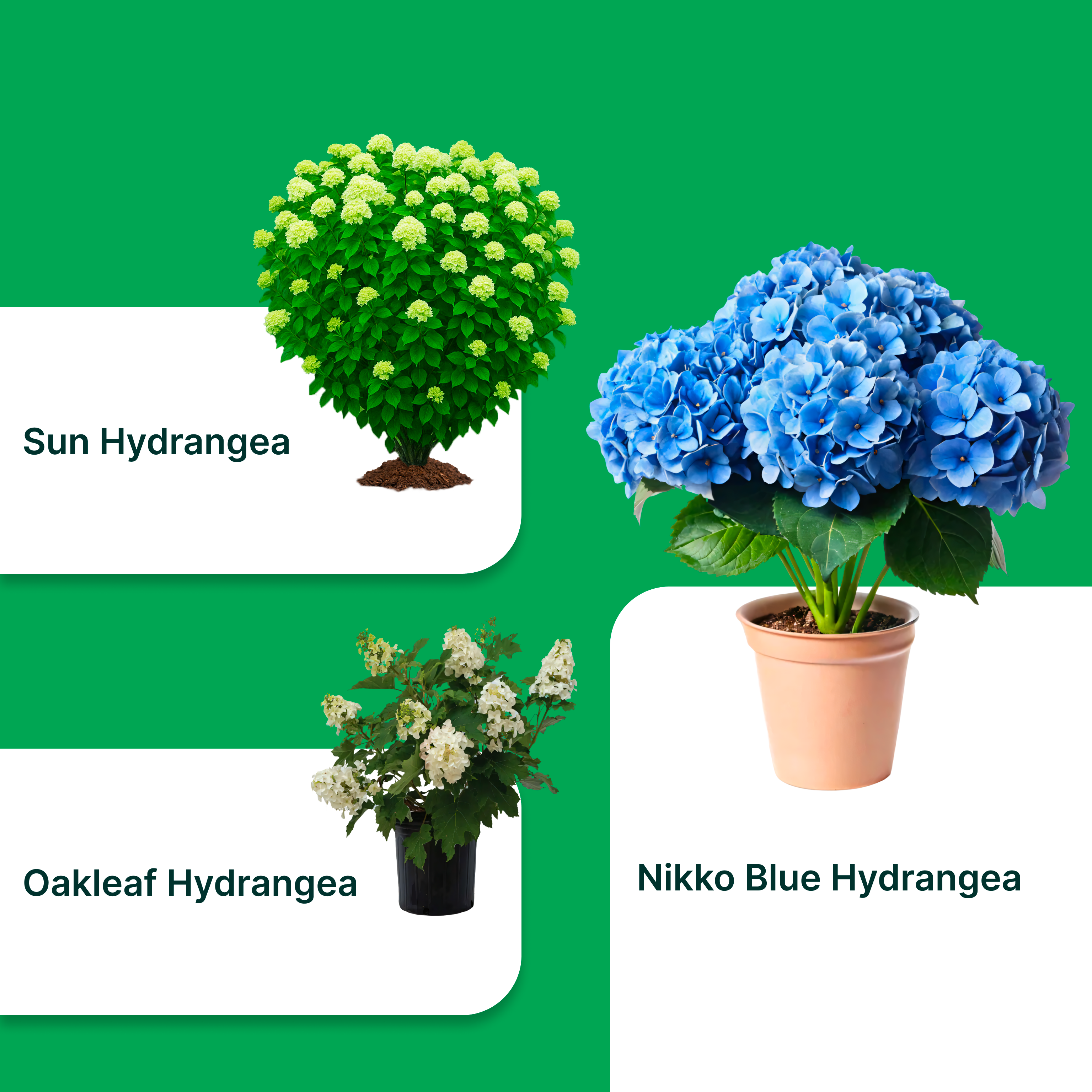 Exotic Elegance Hydrangea Combo – Nikko Blue, Sun Hydrangea &amp; Oakleaf Hydrangea (1 Gallon Each)