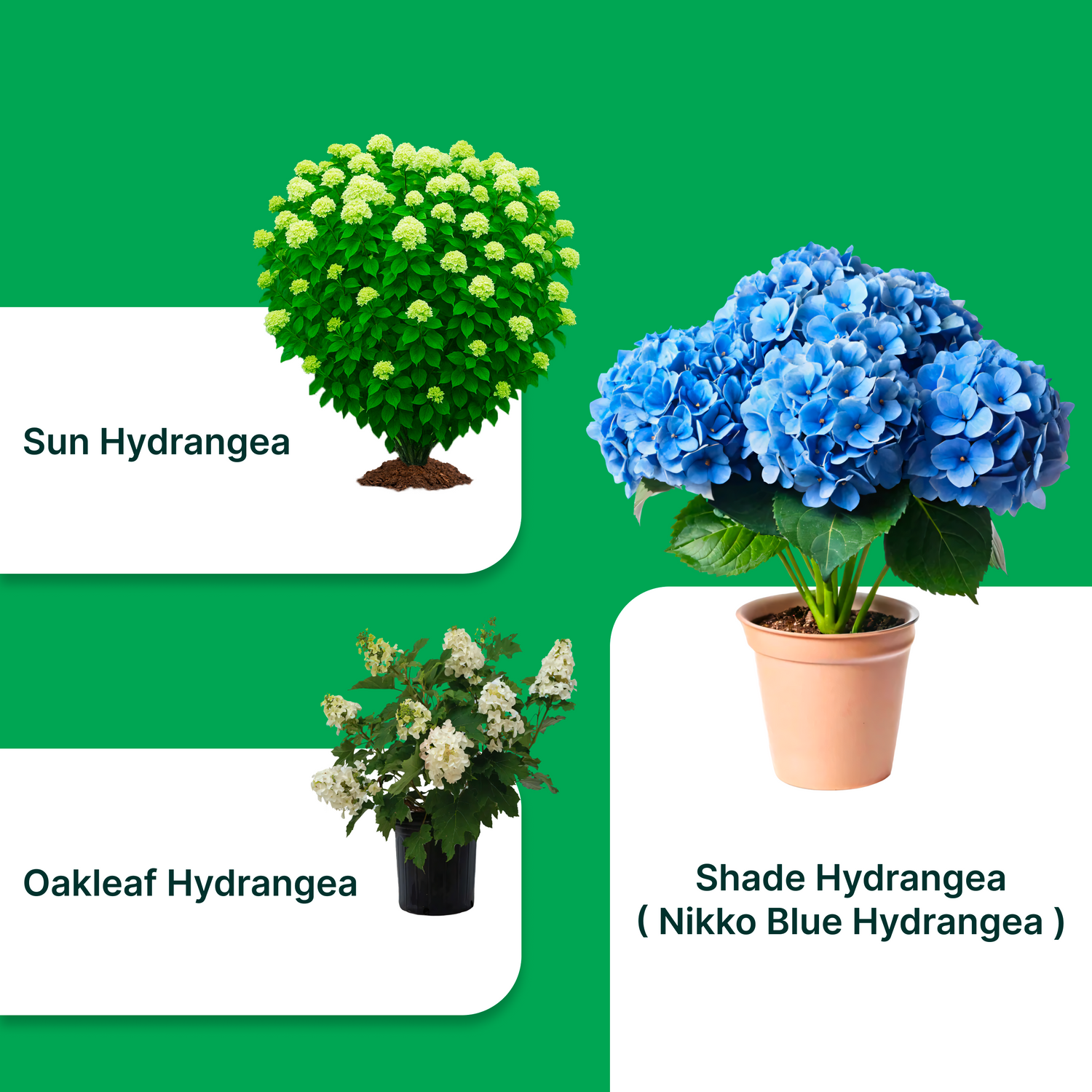 Exotic Elegance Hydrangea Combo ( Set Of 3 ) – Nikko Blue, Sun Hydrangea &amp; Oakleaf Hydrangea (1 Gallon Each)