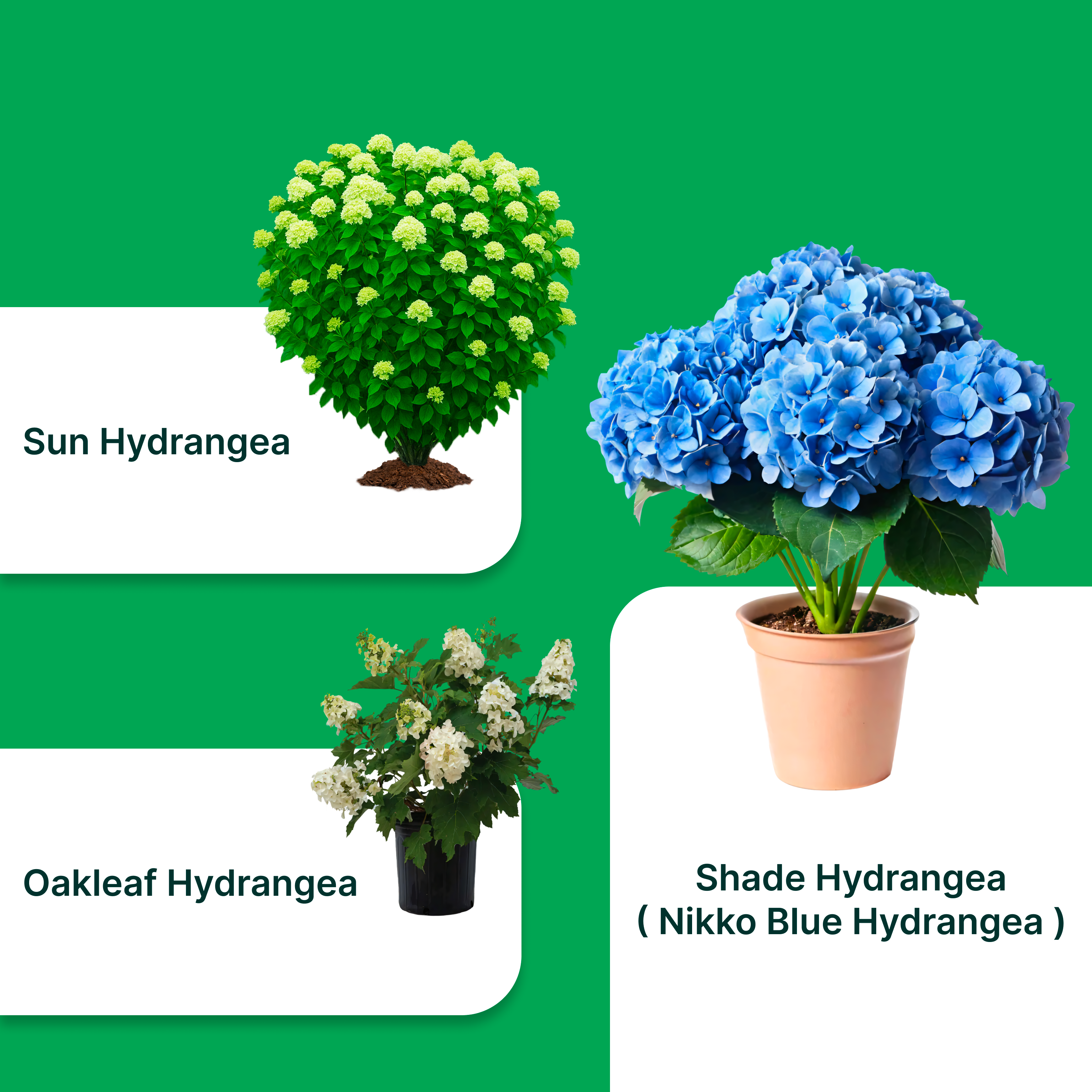 Exotic Elegance Hydrangea Combo ( Set Of 3 ) – Nikko Blue, Sun Hydrangea &amp; Oakleaf Hydrangea (1 Gallon Each)