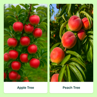 Orchard Starter Fruit Tree Combo ( Set Of 2 ) – Peach & Apple Trees (5 Gallon Each)