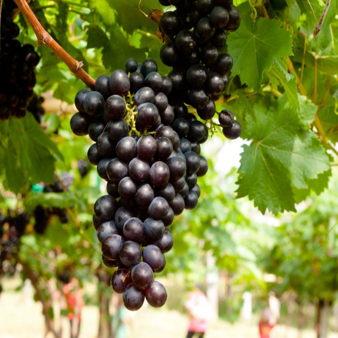Concord Seeded Grape Vine with ripe purple fruit clusters