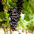 Concord Seeded Grape Vine with ripe purple fruit clusters