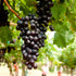 Concord Seedless Grape plant with healthy green foliage ready for planting in home gardens