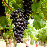 Concord Seedless Grape plant with healthy green foliage ready for planting in home gardens