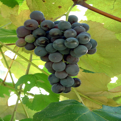 Grapes Variety Pack of 2 Combo