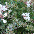 Confetti Abelia evergreen ornamental shrub with pink and green foliage