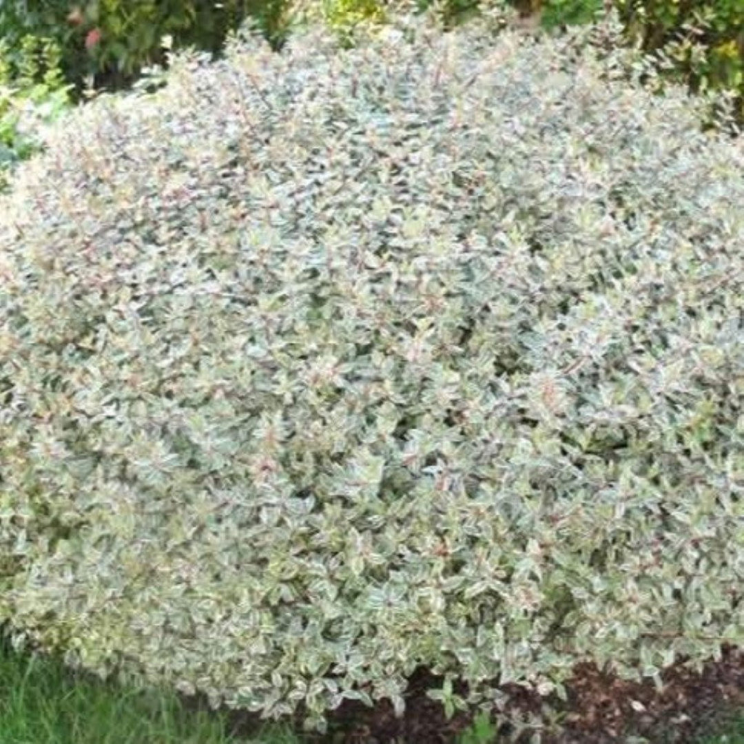 Confettii Abelia