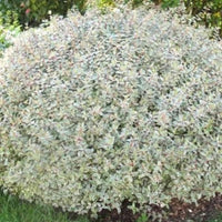 Close-up of Confetti Abelia plant showing variegated leaf pattern