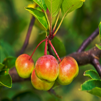 Southern Crabapple tree growing in natural landscape habitat