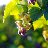 Consort black currant plant flowers blooming in spring season