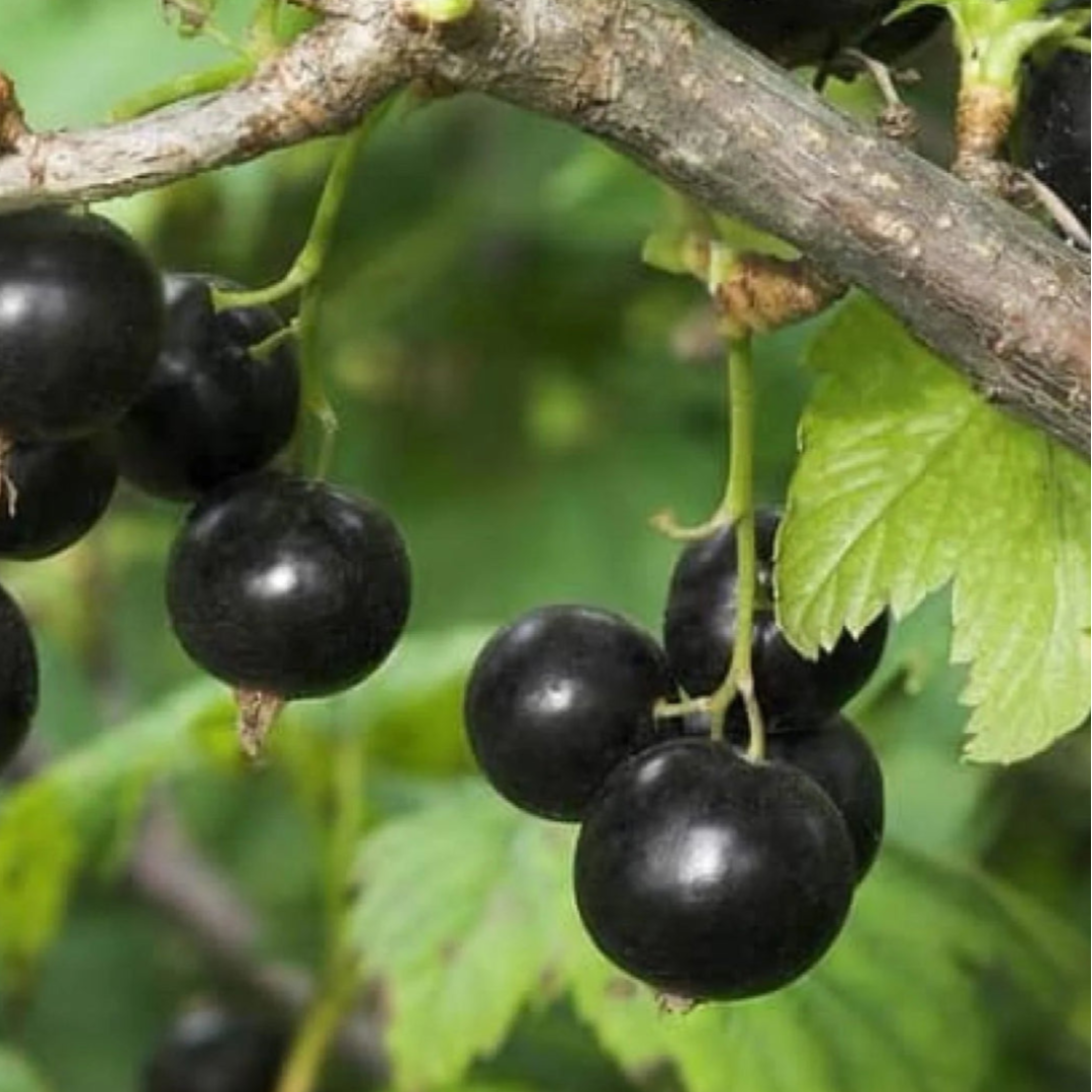 Consort Black Currant