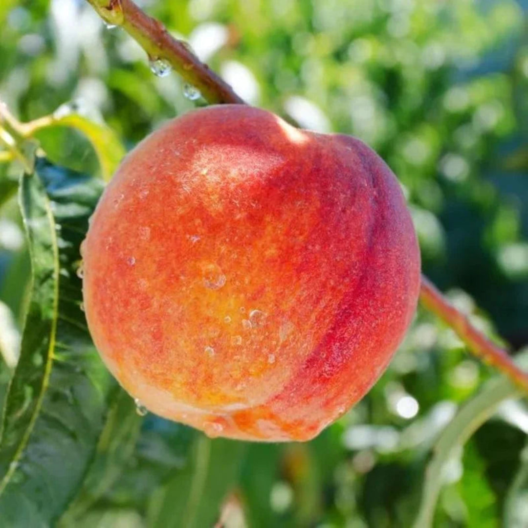 Contender Peach Tree with lush green leaves and ripening fruit