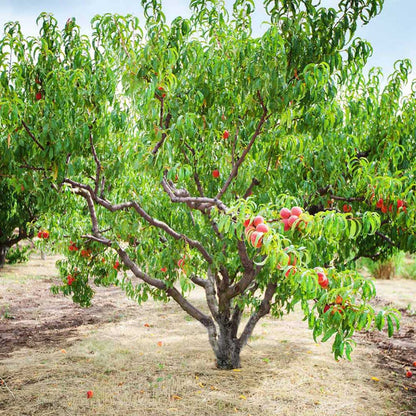Contender Peach Tree bearing full-size juicy peaches