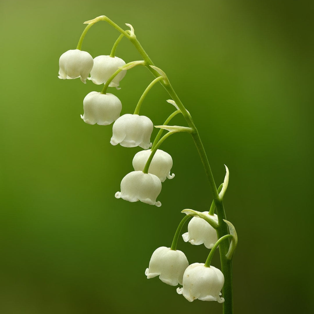 Lily of the Valley Convallaria majalis flowers