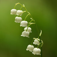 Lily of the Valley Convallaria majalis flowers