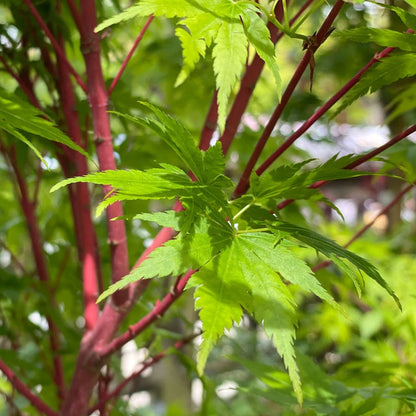 Pacific Fire Japanese Maple