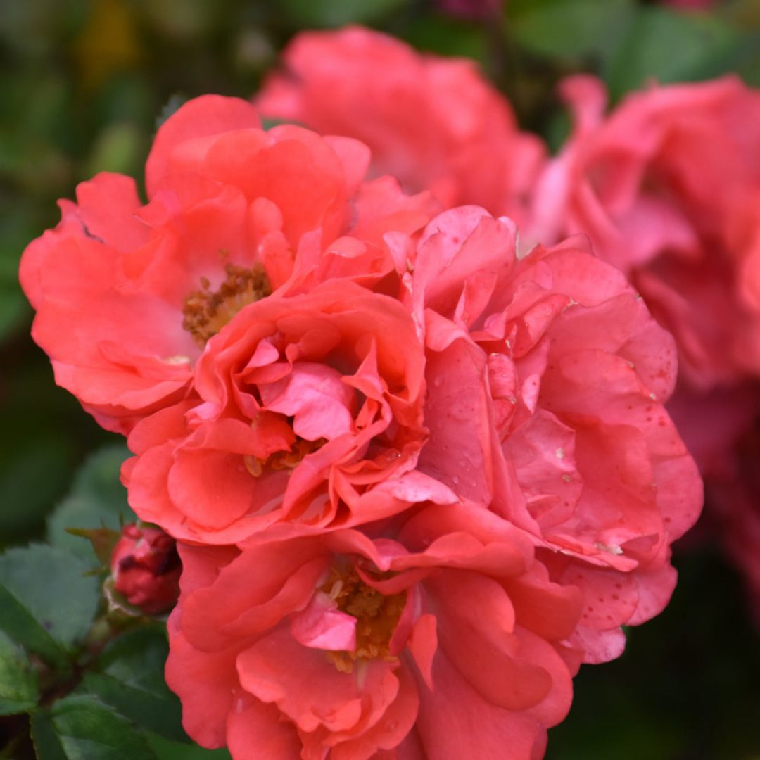 Coral Drift Rose
