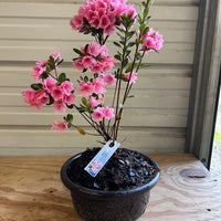 Bonsai Coral Bells Azalea Indoor/Outdoor (Live Plant)