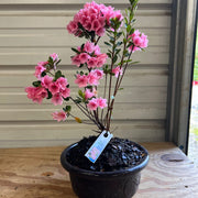 Bonsai Coral Bells Azalea Indoor/Outdoor (Live Plant)