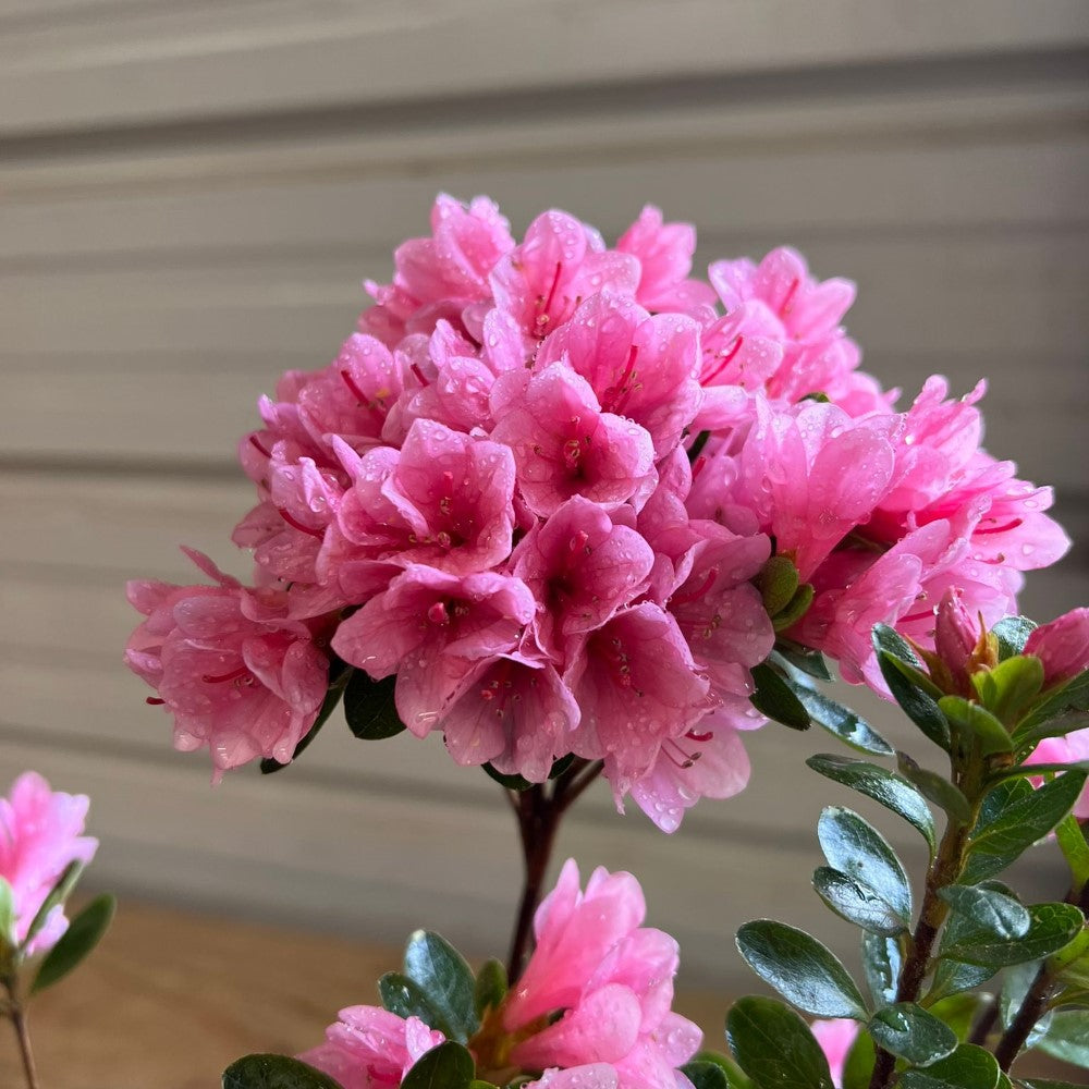 Bonsai Coral Bells Azalea Indoor/Outdoor (Live Plant)