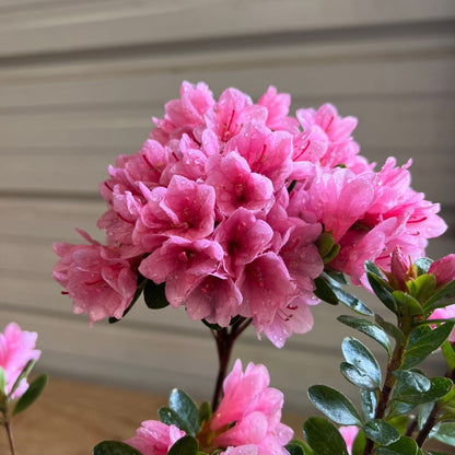 Bonsai Coral Bells Azalea Indoor/Outdoor (Live Plant)