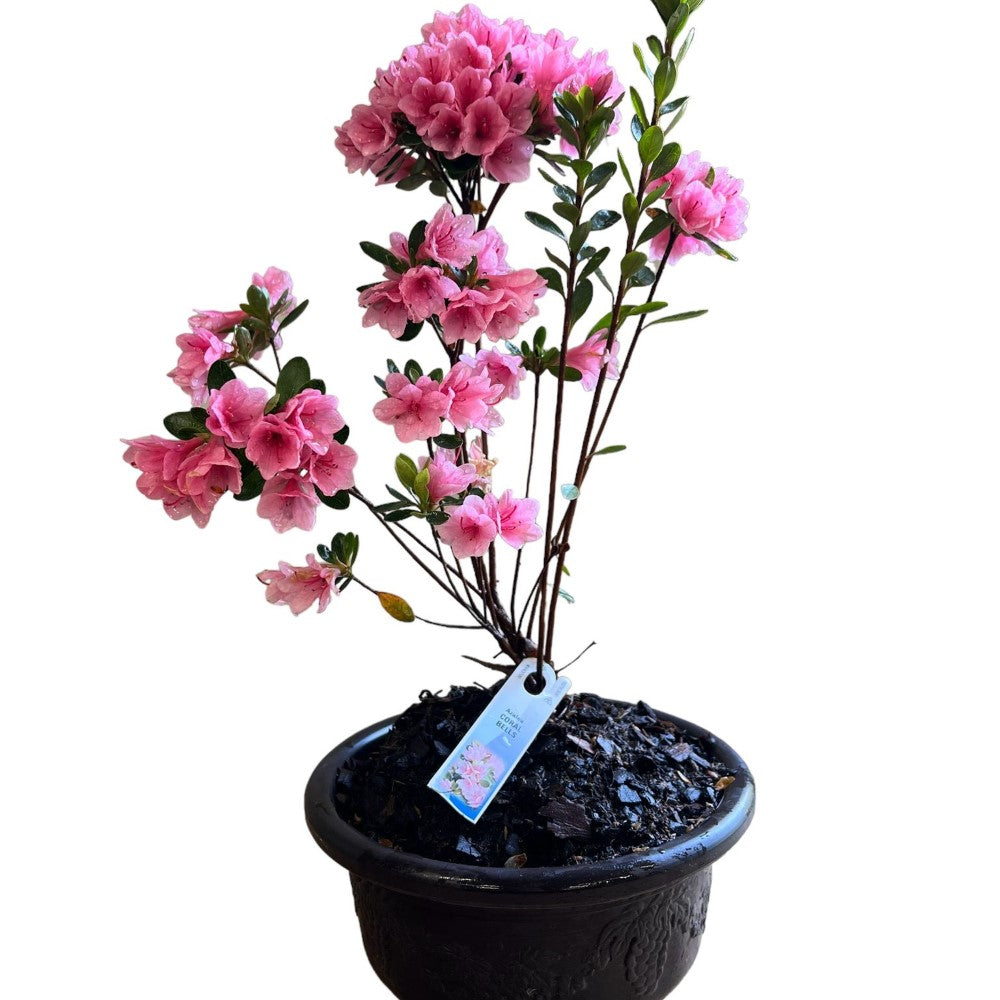 Bonsai Coral Bells Azalea Indoor/Outdoor (Live Plant)