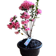 Bonsai Coral Bells Azalea Indoor/Outdoor (Live Plant)