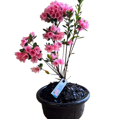 Bonsai Coral Bells Azalea Indoor/Outdoor (Live Plant)