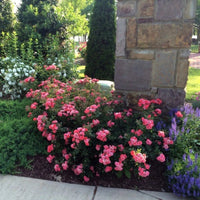Groundcover Coral Drift Rose blanketing garden bed with flowers