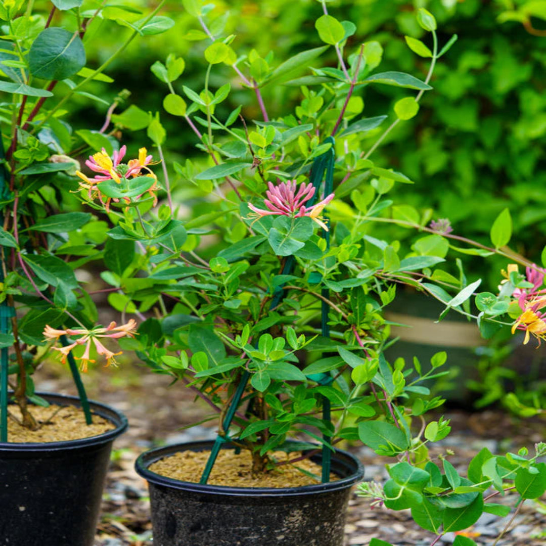Coral Honeysuckle