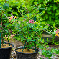 Coral Honeysuckle