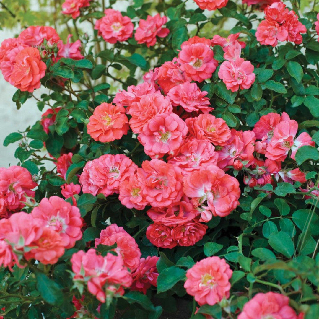 Masses of coral blossoms cover Coral Drift Rose foliage