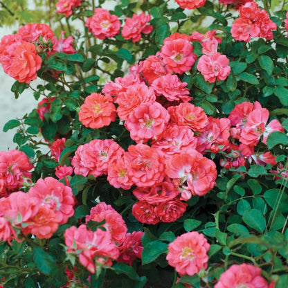 Coral Drift Rose