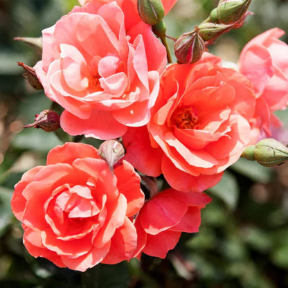 Coral Knock Out Rose