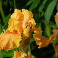 Iris Germanica 'Cordoba' Bearded German Iris
